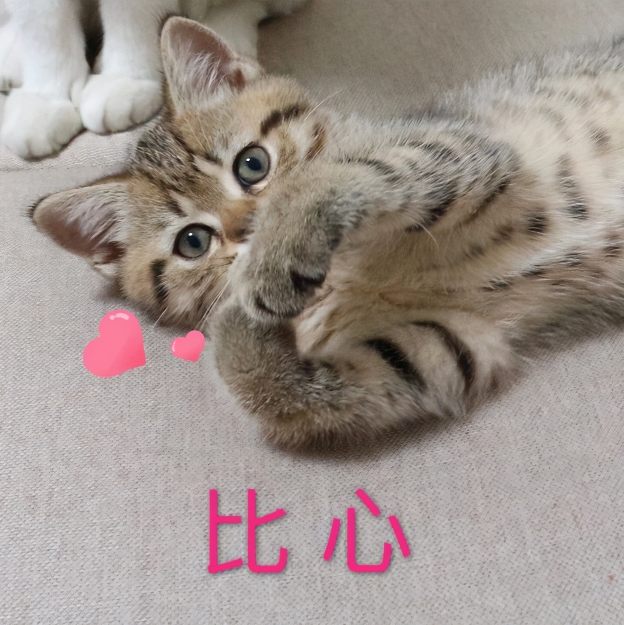 假期不在家猫怎么办,假期不出门的猫