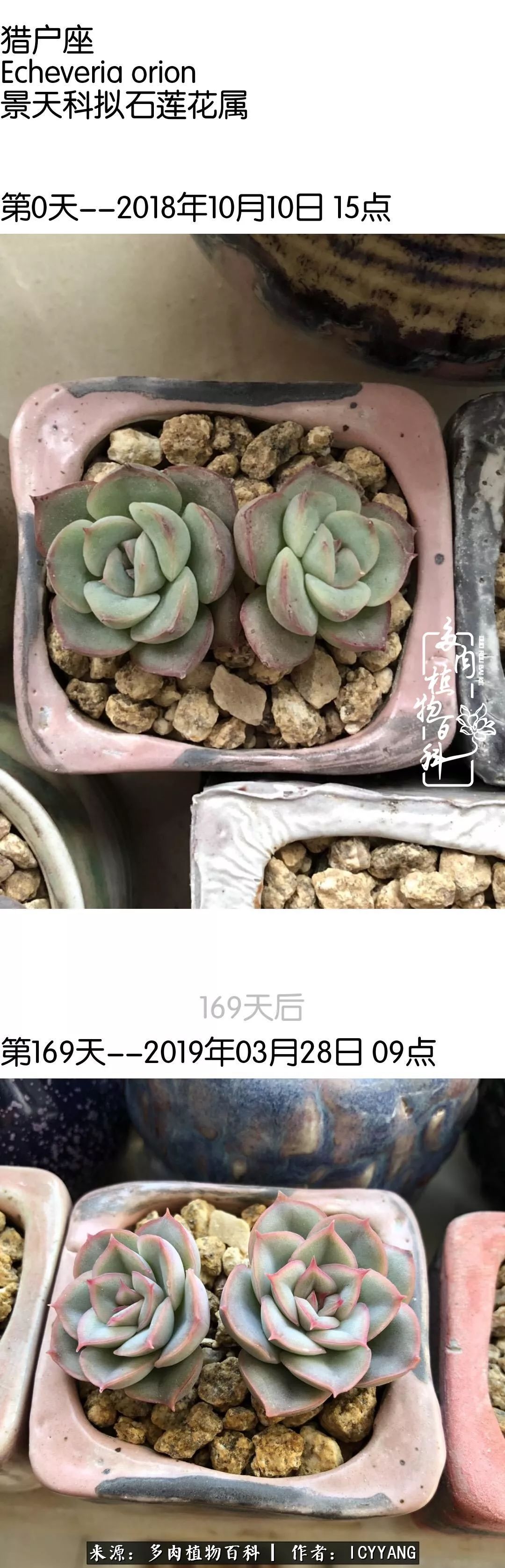 室内阳台多肉的养护方法,景天多肉养护