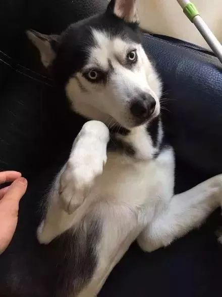 憨批二哈咬伤自己小丁丁，害得主人拍照求助还得打码