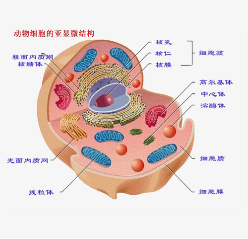 被称为沙漠之舟的骆驼站,被誉为沙漠之舟的骆驼原版