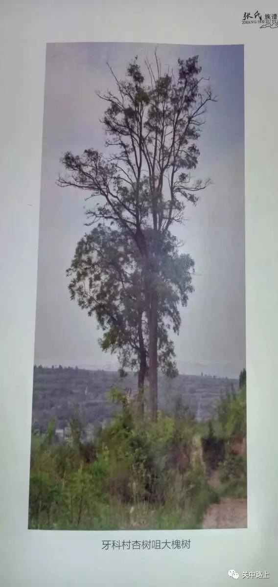 盂县续修张氏族谱,豫西张氏家族族谱