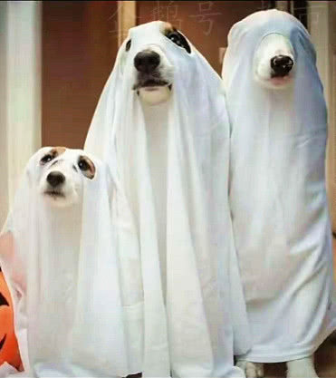 小孩遇到恶犬怎么办,遇到恶狗小孩怎么反击