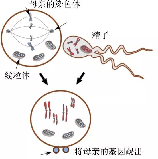 在女儿国,在女儿国男人会怎样