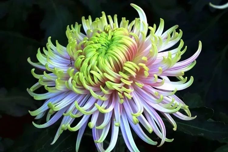 花中四君子菊花,花中四君子菊花的简介