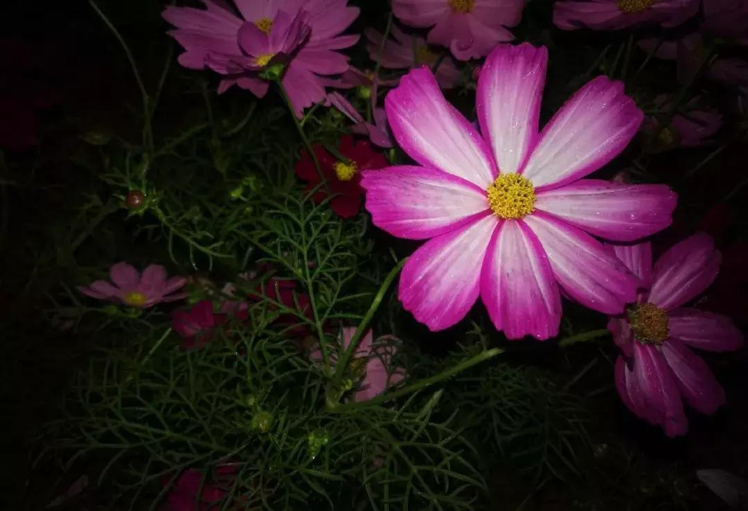 深圳莲花山看深圳风景,深圳莲花山有什么特别的地方