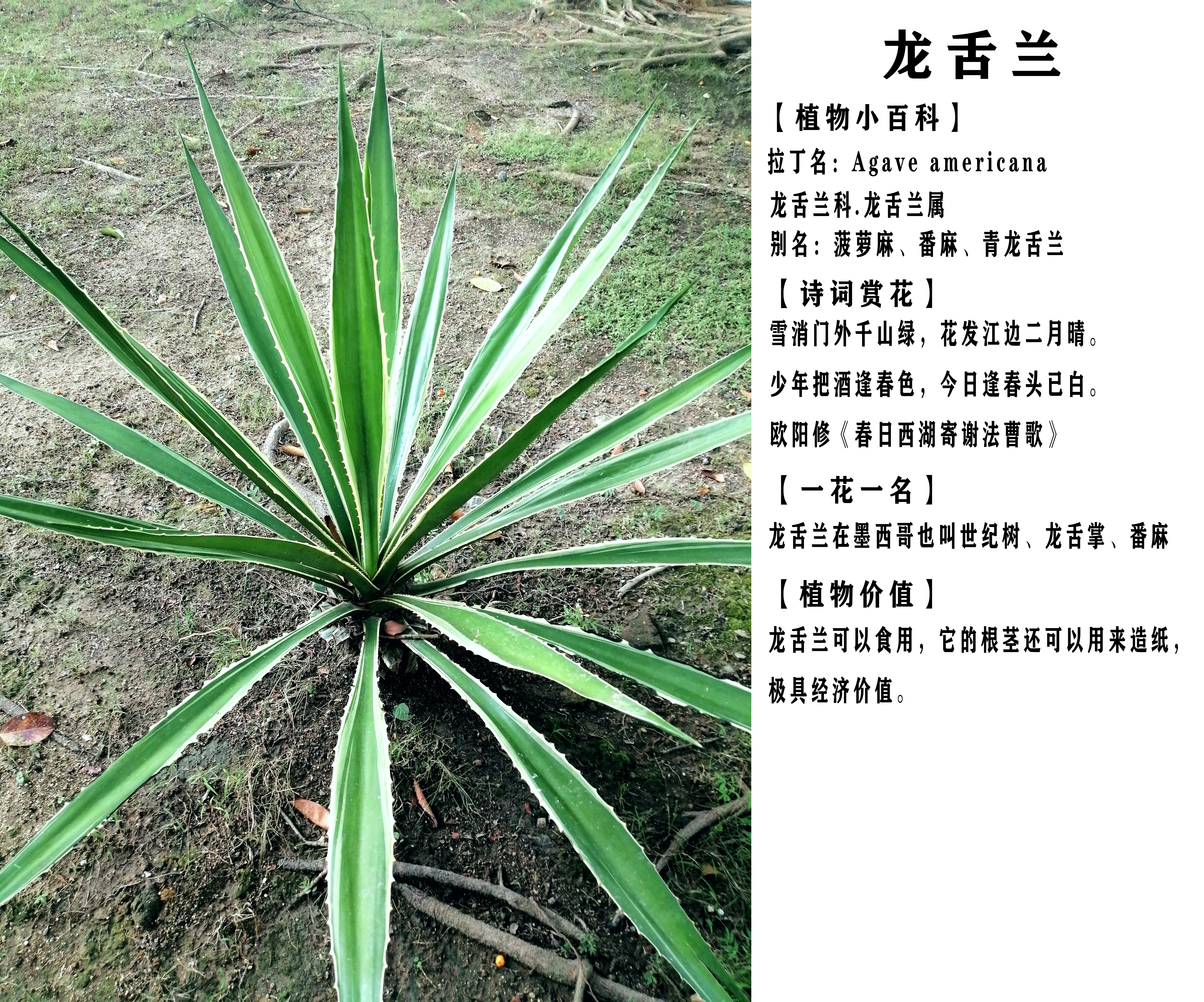 植物树旅人蕉,旅人蕉很相似的植物