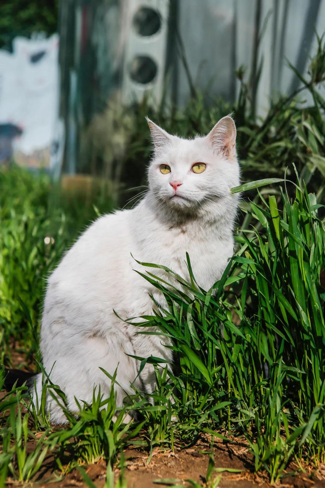观复猫身份,观复猫近期咋样