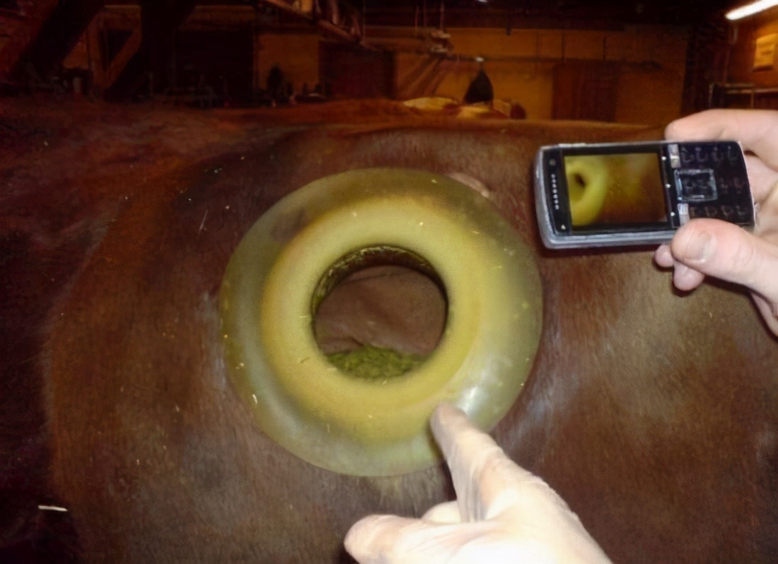 为什么要给牛身上开一个洞呢,为什么牛要开洞