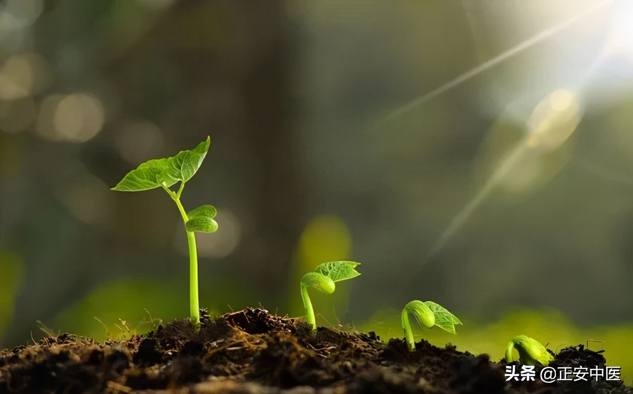 老中医祛湿健脾茶饮方,春季健脾润肺祛湿汤
