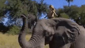 地域拖油瓶,地狱式拖油瓶