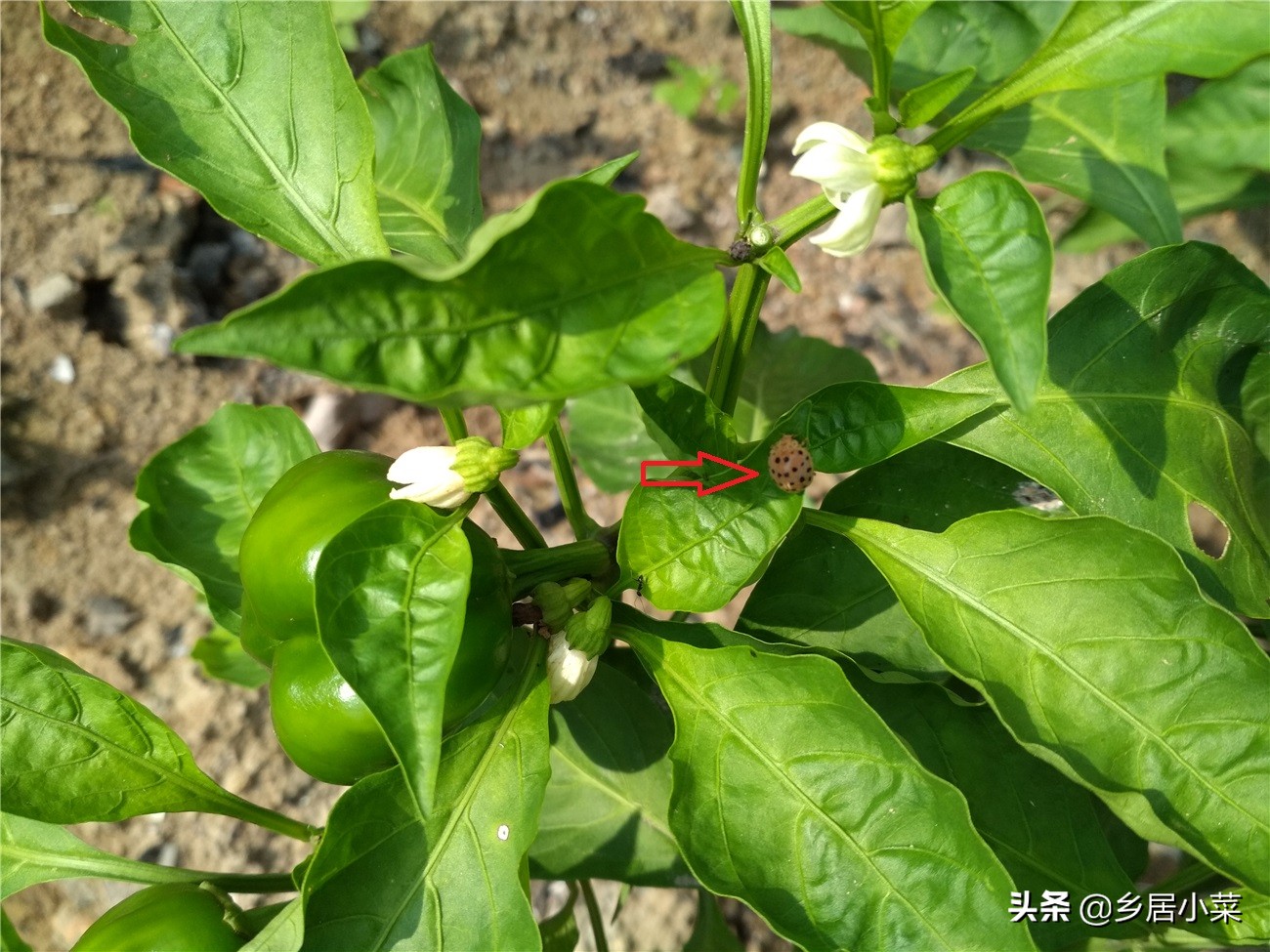 茄子生根壮苗用什么药,茄子开花期需要注意哪些病虫害