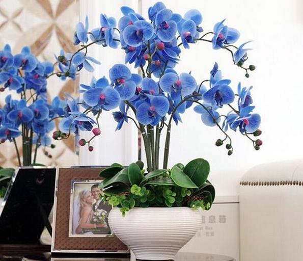 蝴蝶兰花谢后怎么处理才能再开花,蝴蝶兰花谢后怎么处理慢动作