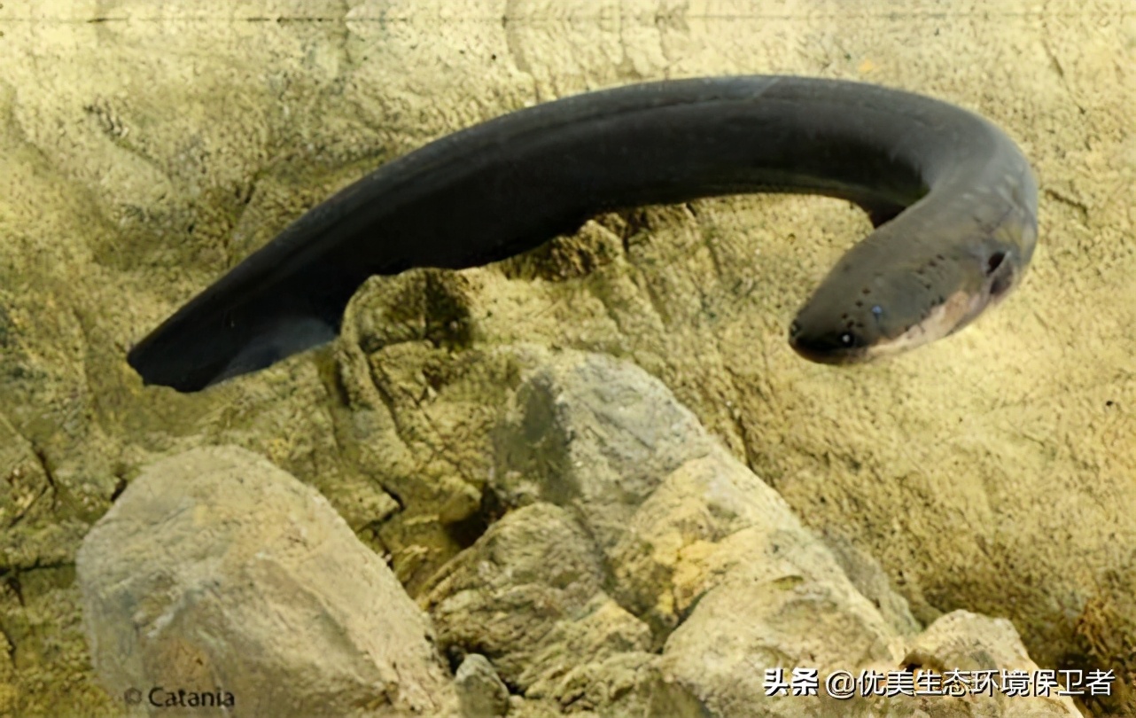 电鳗可以给手机充电吗,用电鳗给手机充电