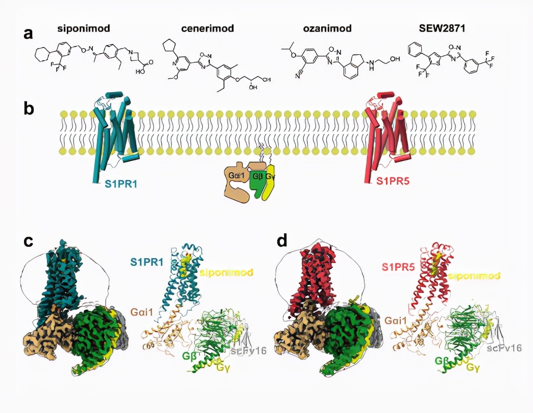 有利于新冠肺炎新药开发！四川大学取得重大成果，登上国际期刊！