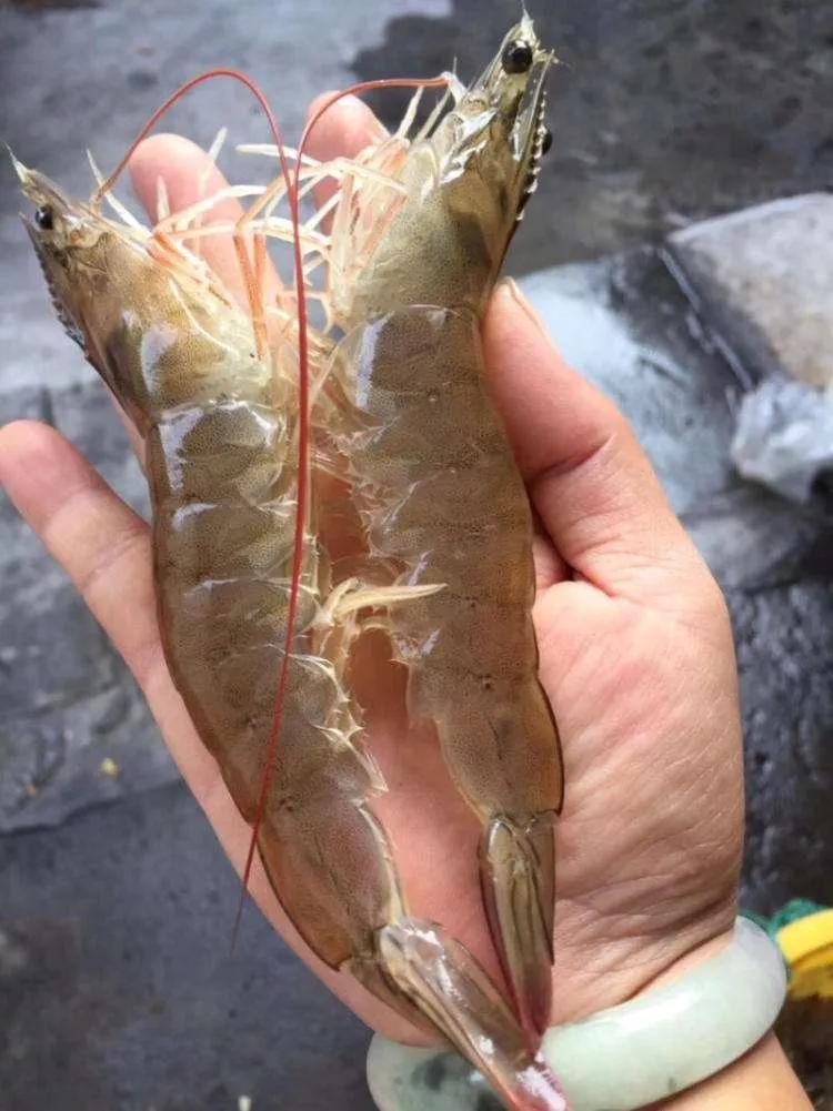 虾类常见疾病及治疗方案图片,虾病用药大全