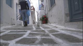 大家都在争抢猫爪杯？吸猫的最高境界，带着摄影机“猫步走天下”