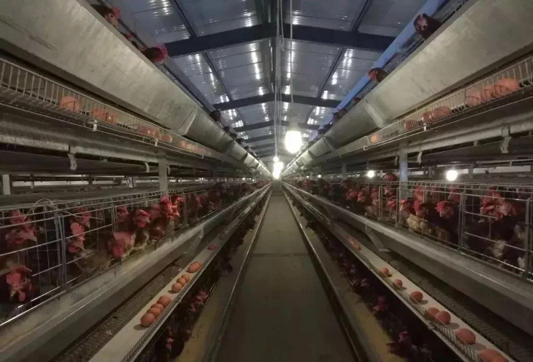 霉菌毒素对鸡场危害的条件,霉菌毒素对鸡肠道有影响吗