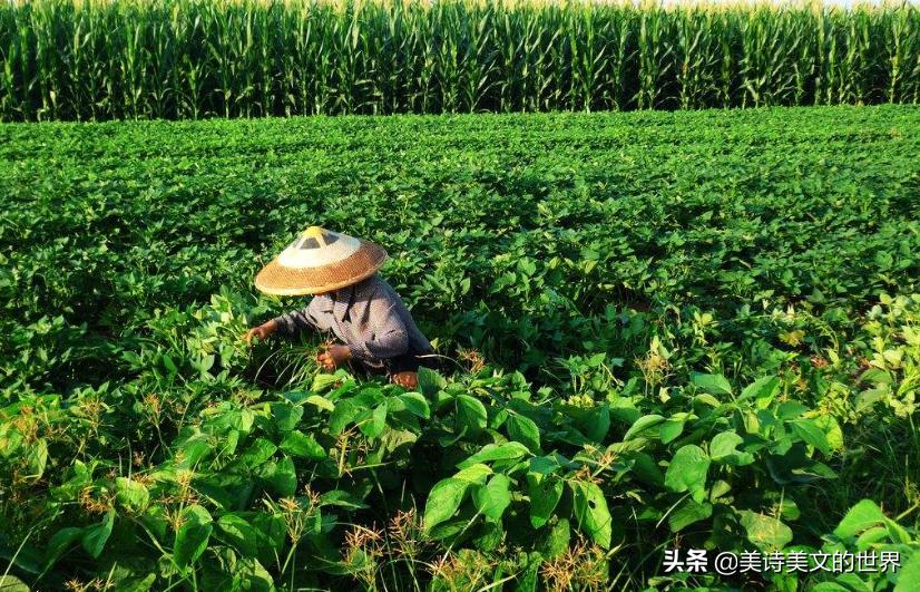 农民为妻子写了首诗：《我的老婆很黑》，通俗易懂，感动不少网友