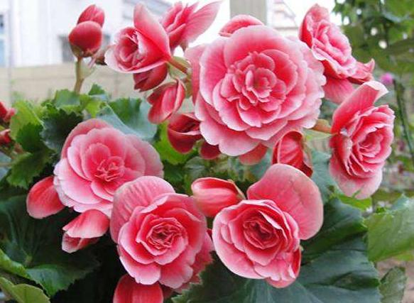 丽格海棠花都被叶子遮住了怎么办,丽格海棠开过花了怎么办