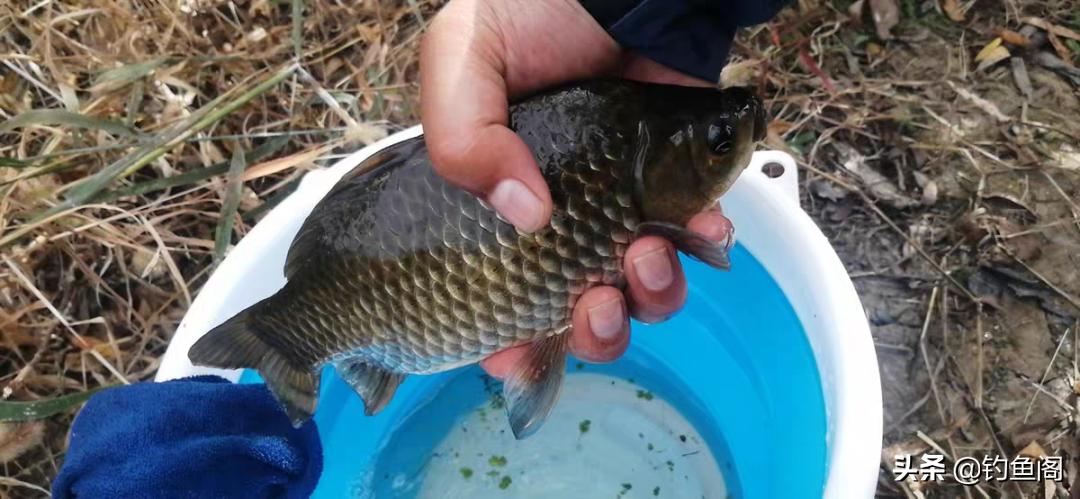 为什么遛鱼会没有劲,遛鱼为什么那么费力
