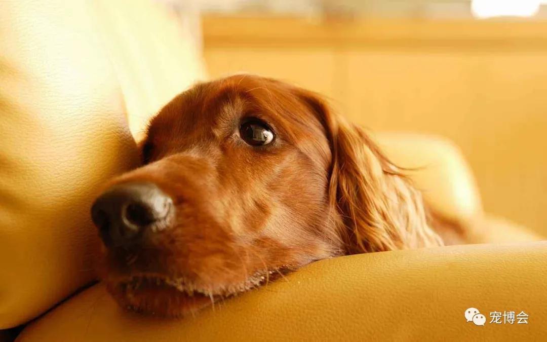 宠物的行为特点,宠物的习性