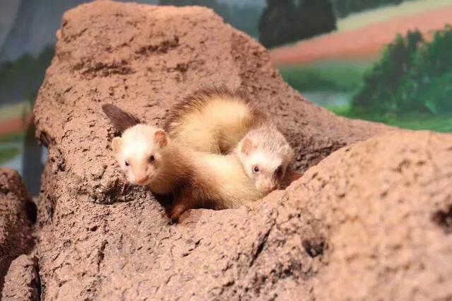 深圳最大的室内游乐场,深圳适合小孩玩的游乐场