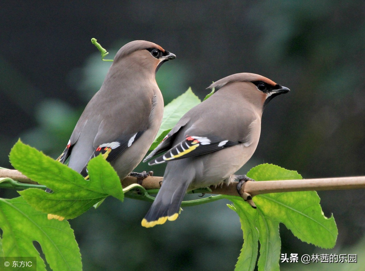 描写春天的成语和句子,描写春天的成语或古诗