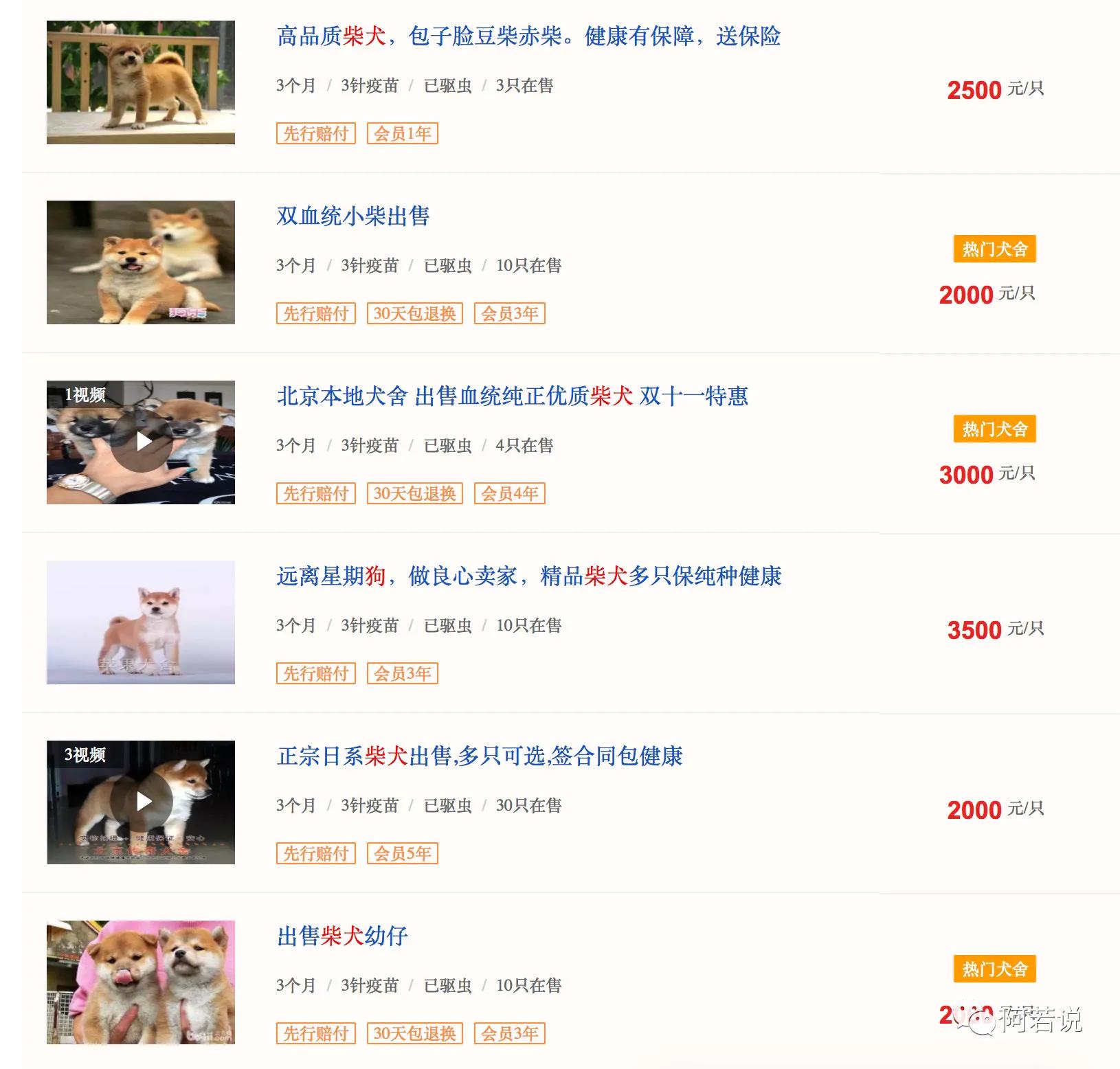 揭秘非法贩猫产业链,揭秘行业秘密