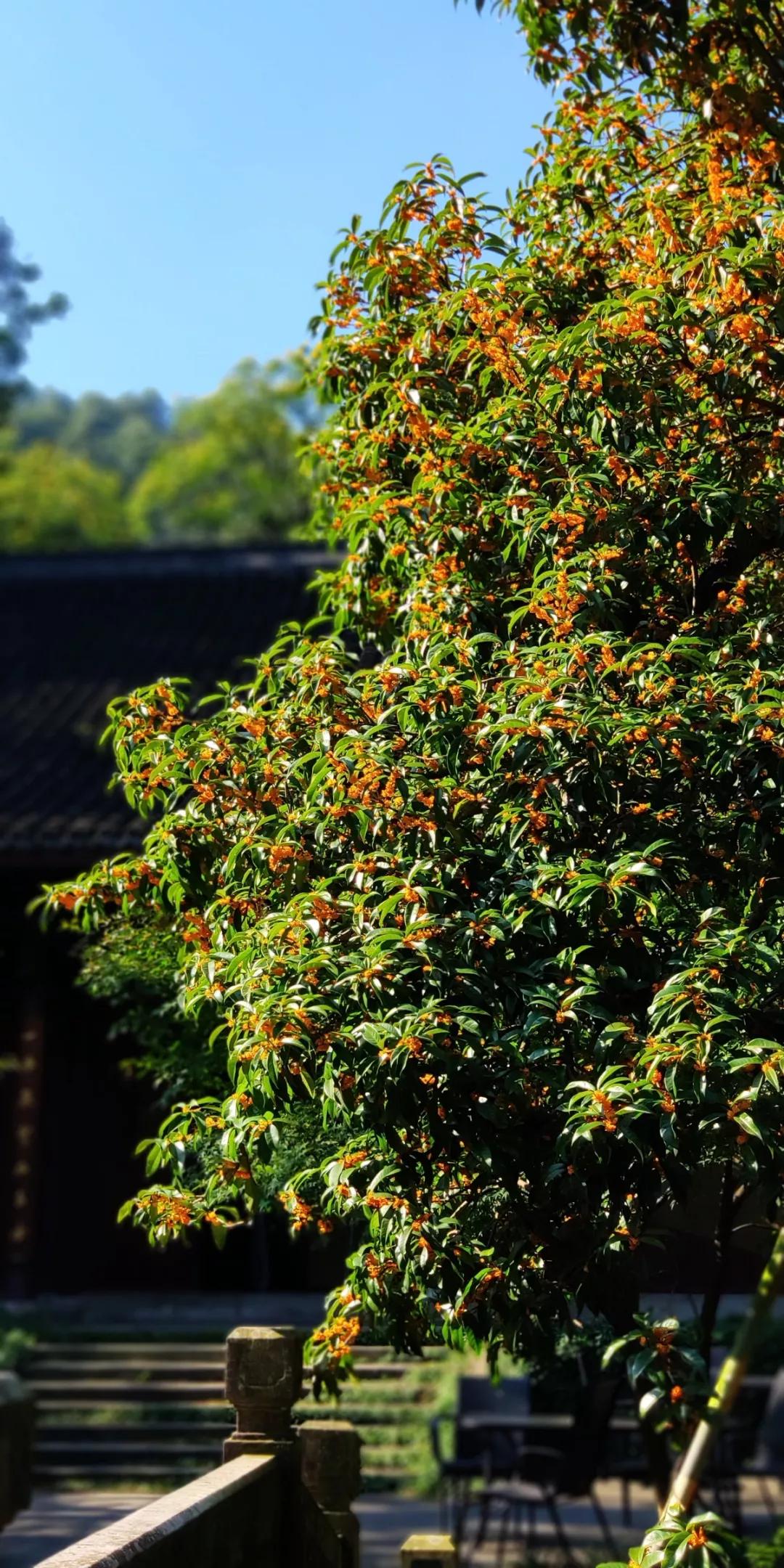 西湖最佳观景地,西湖边的一处幽静之地