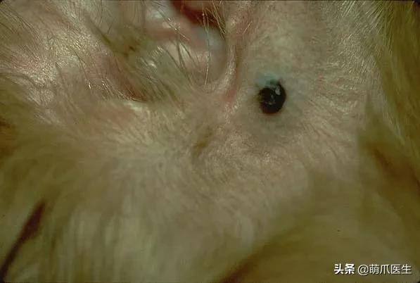 猫咪舔鼻子代表着什么,猫咪舔鼻子是什么原因