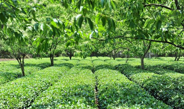 作物间作套种技术,间作套种农作物是什么