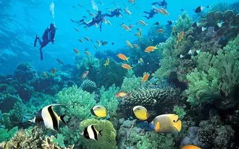 全球惊艳的10个海底世界，看到第一个就想出发！