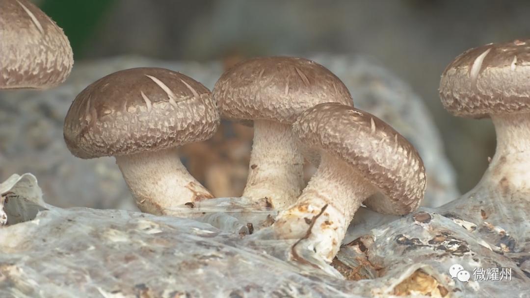 德祥实业食用菌生产加工,德祥香菇