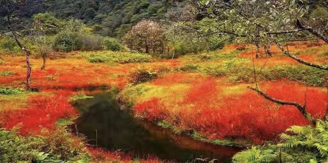 红了！黑竹沟迎颜值巅峰快去穿越五彩童话世界