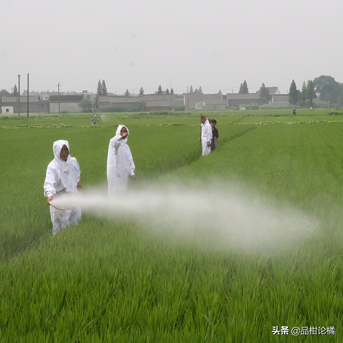 柑橘炔螨特药害症状,柑橘被药害落果怎么补救