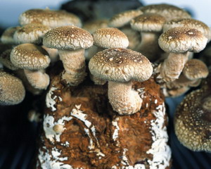 广西全州产业扶贫有妙招，引进这个项目，投资小见效快收益高，农民脱贫致富不用愁