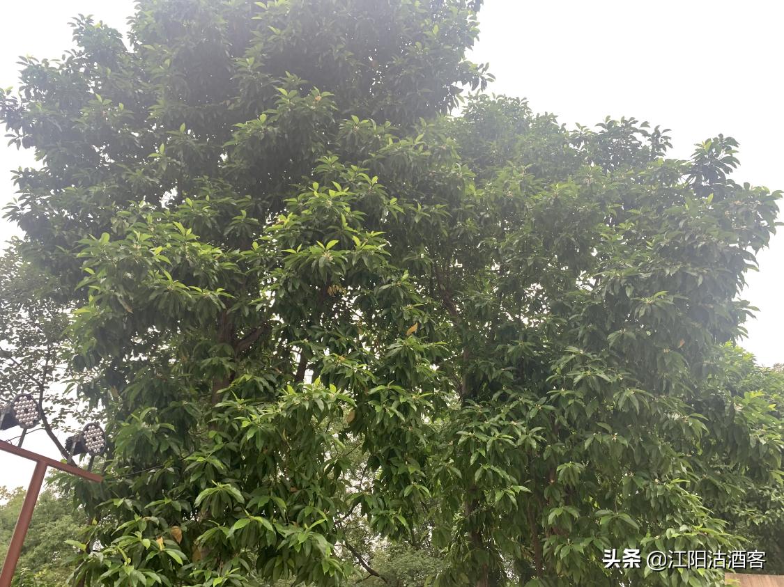 泸州五月多芬芳，黄桷兰香气质雅，这是沽酒客眼里的花中君子