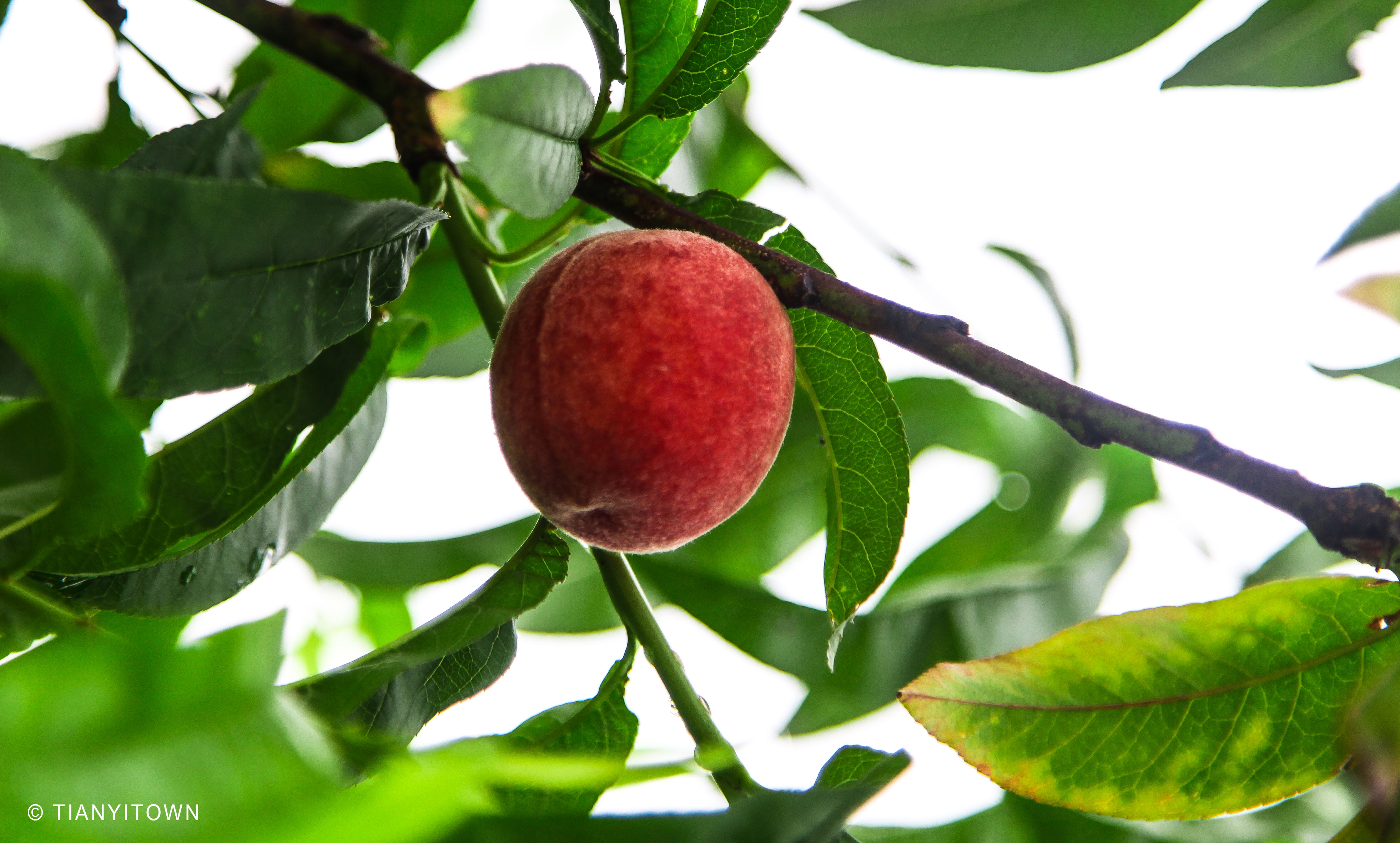 芒种时节播种幸福,芒种一个收获的时节