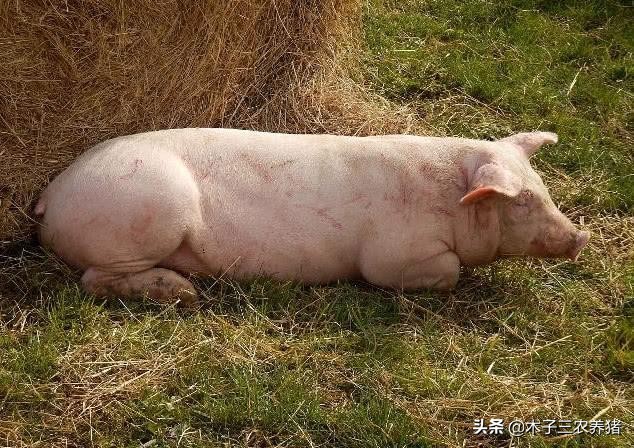 猪站不起来伴颤抖是什么病低温,猪低温一般多长时间会出现死亡