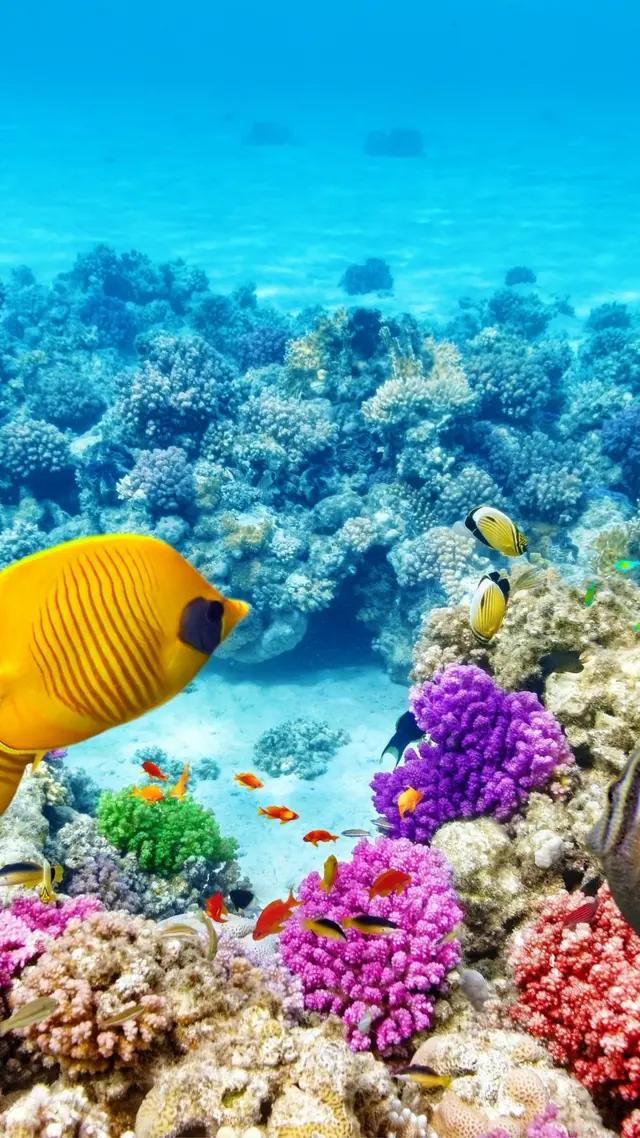 高清海底世界壁纸原生态动态,高清海底世界壁纸4k全屏无水印