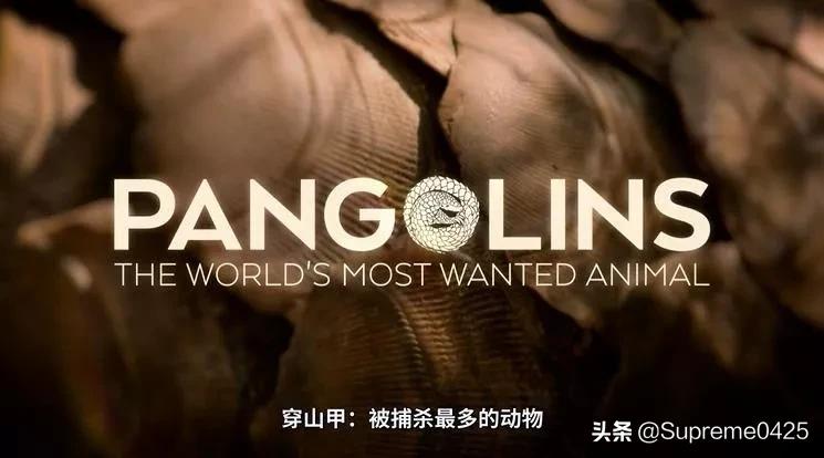 吃野生穿山甲的后果,吃了穿山甲会有什么法律后果