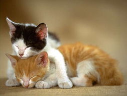 猫咪牙痛吃什么药,猫咪牙齿又黑又黄帮它刷牙不配合