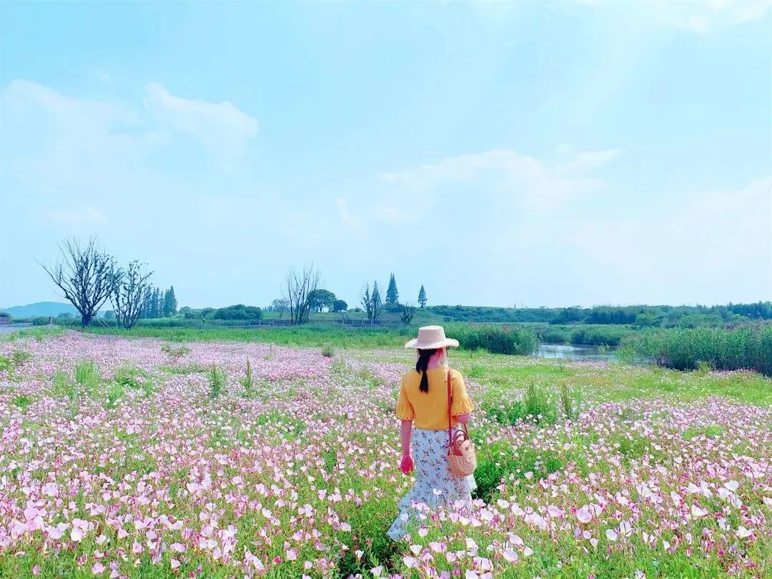 美美美!余杭七大花海组团来袭,遍地繁花好似人间仙境
