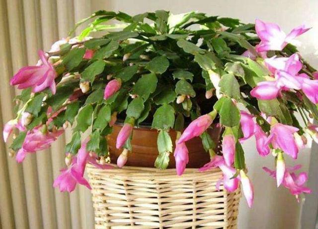 开花超美de仙人掌三千金：蟹爪兰、仙人指、假昙花，你能分清吗？