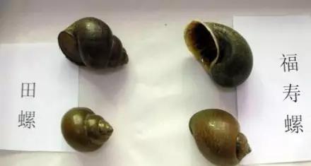 很多食物都有寄生虫,哪些寄生虫会造成生命危险