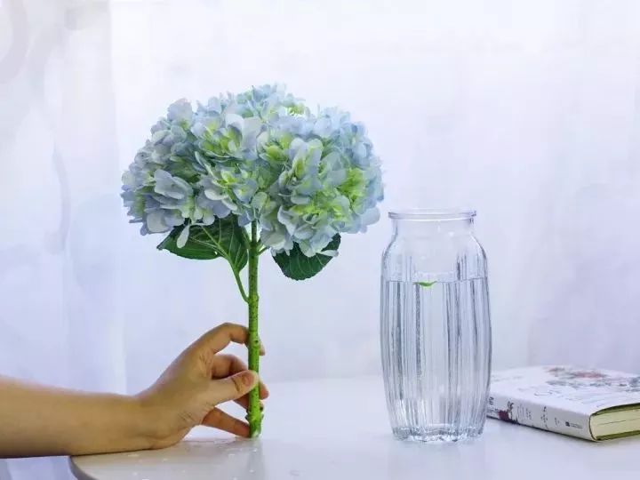 绣球醒花花头可以泡水吗,绣球盆栽可以整个泡水里吗