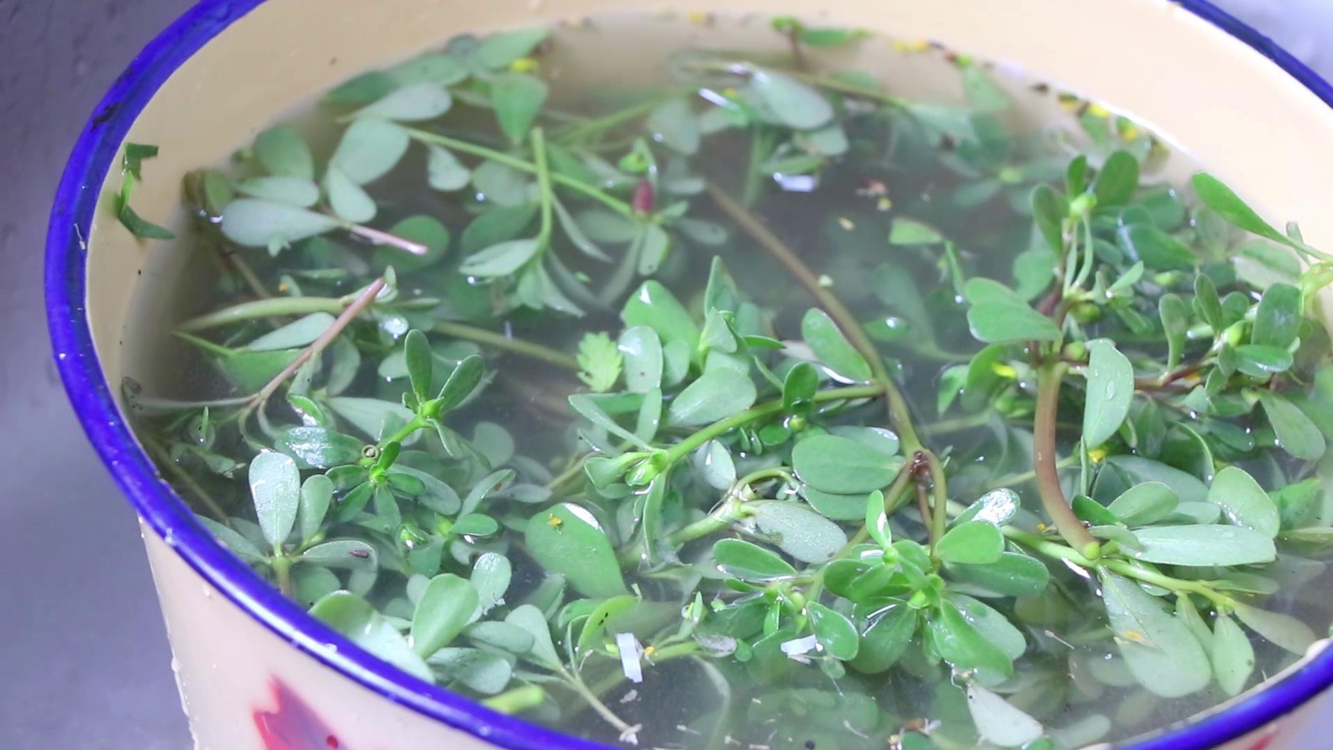 马齿苋怎么做才好吃又简单,马齿苋的家常做法怎么做更好吃