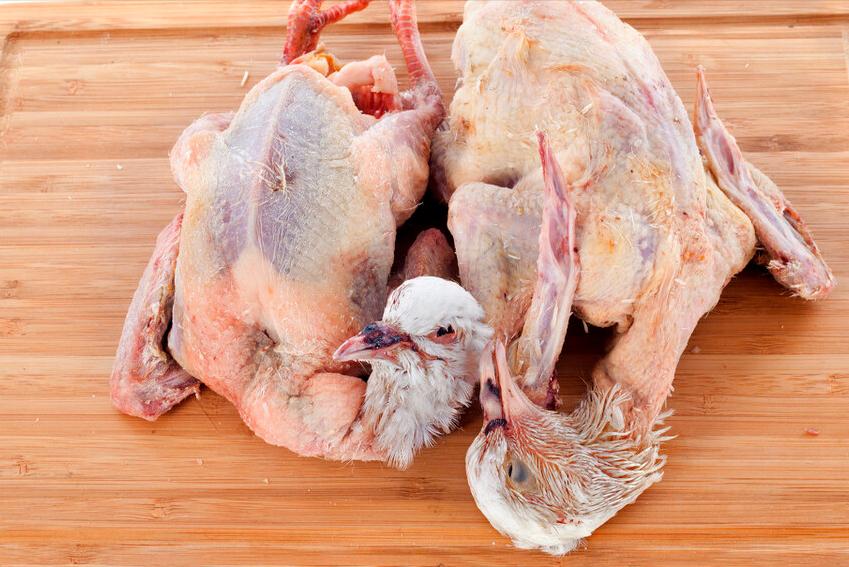 鸽子和鸡煮什么汤好喝,一鸽胜九鸡炖法