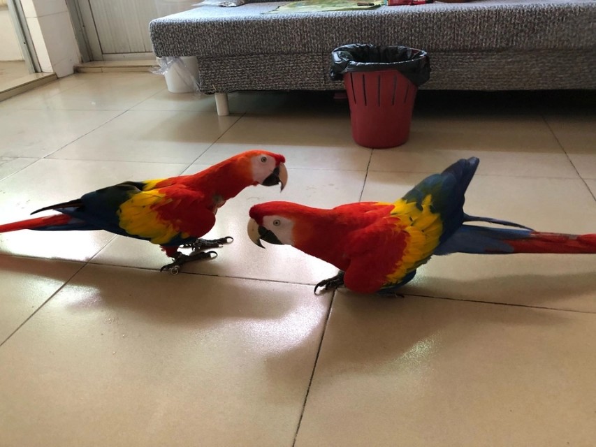 新手训虎皮鹦鹉的方法大全,新手怎么训鹦鹉