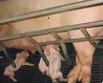 母猪奶水不好小猪越来越瘦,母猪奶水不好